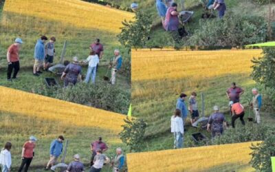 Die #Baumpflanzchallenge