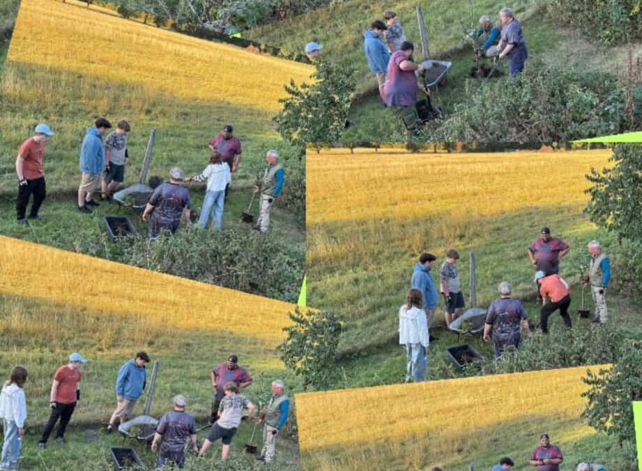 Die #Baumpflanzchallenge